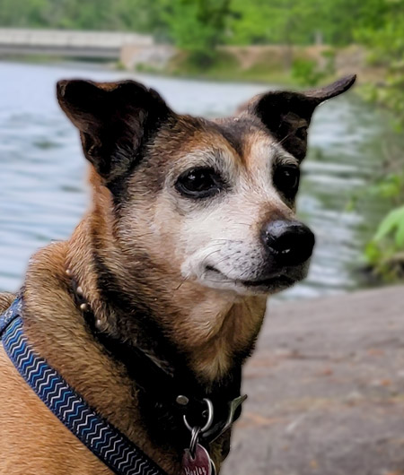 Harley, the dog whose fast drinking inspired this review